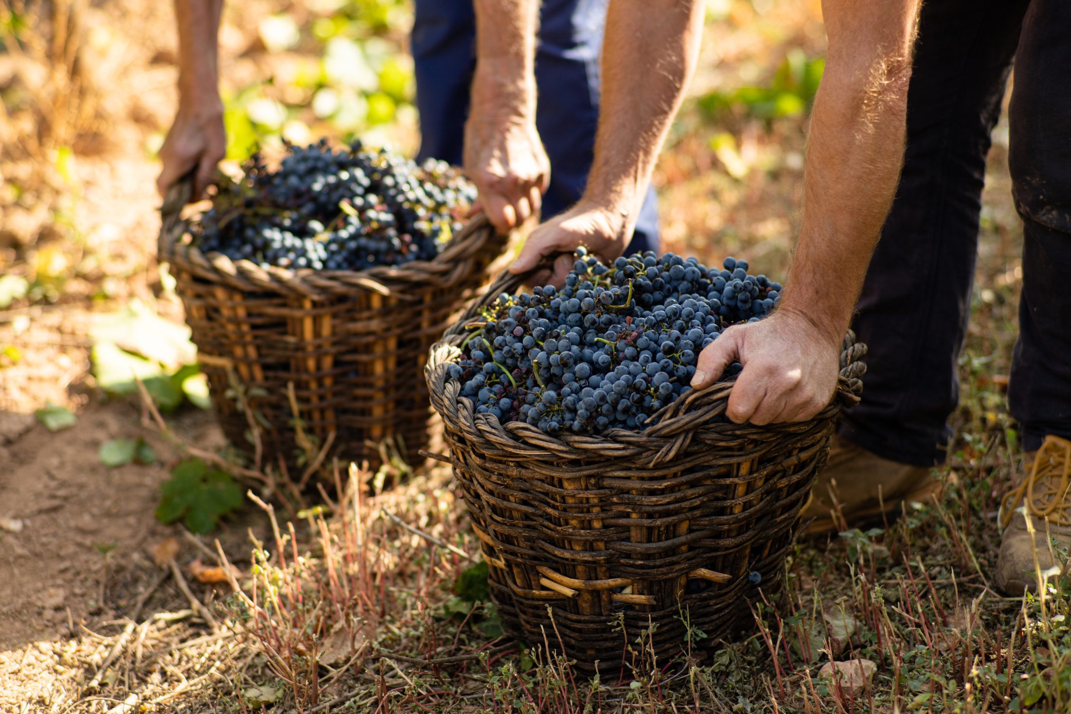 ViBa